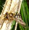 Eupeodes luniger